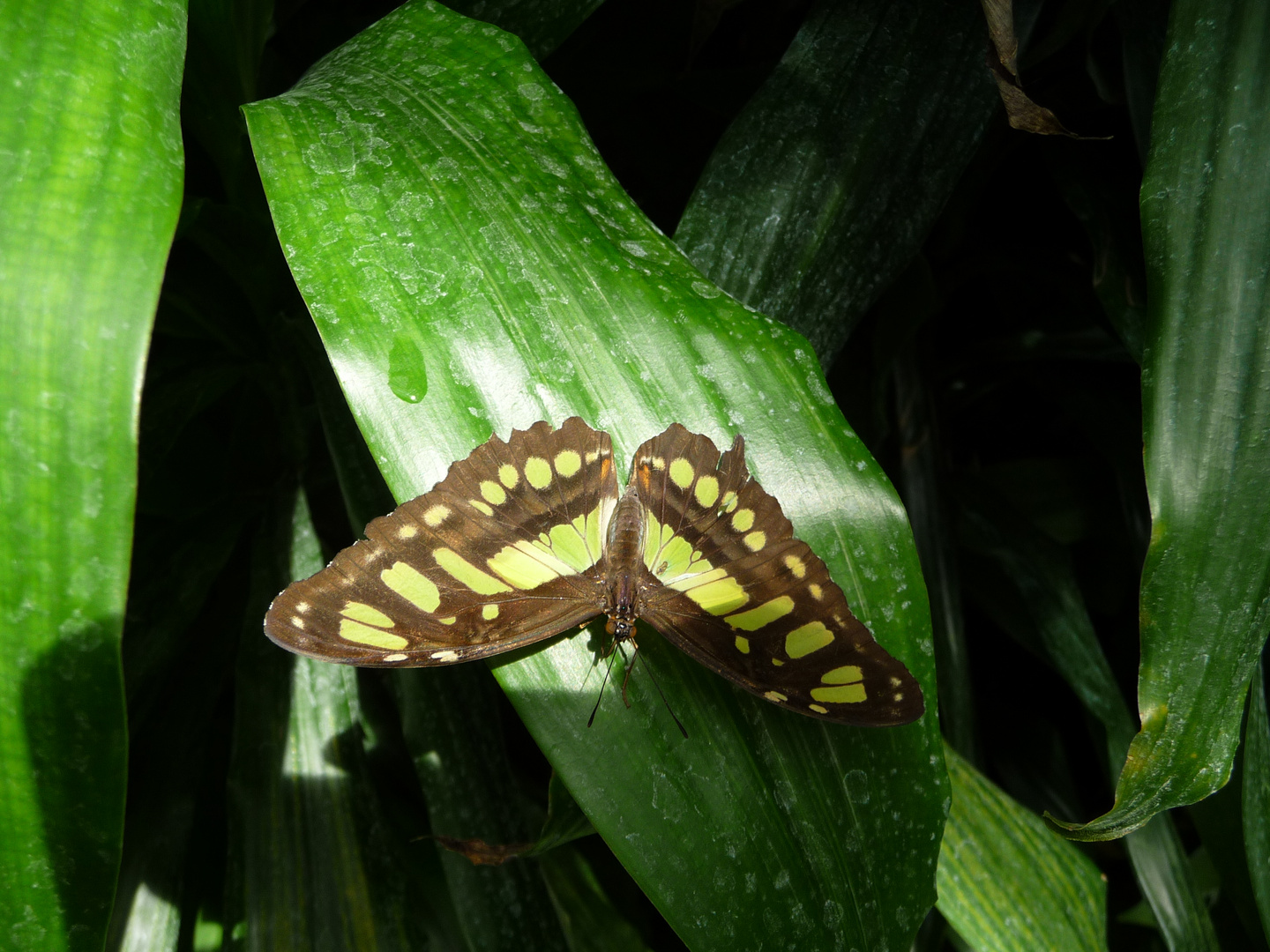 Schmetterling