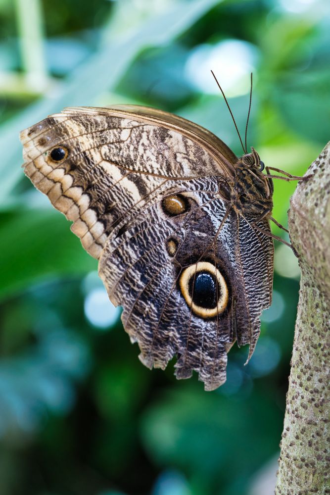 Schmetterling