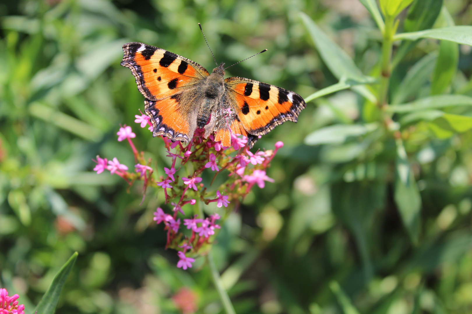 Schmetterling