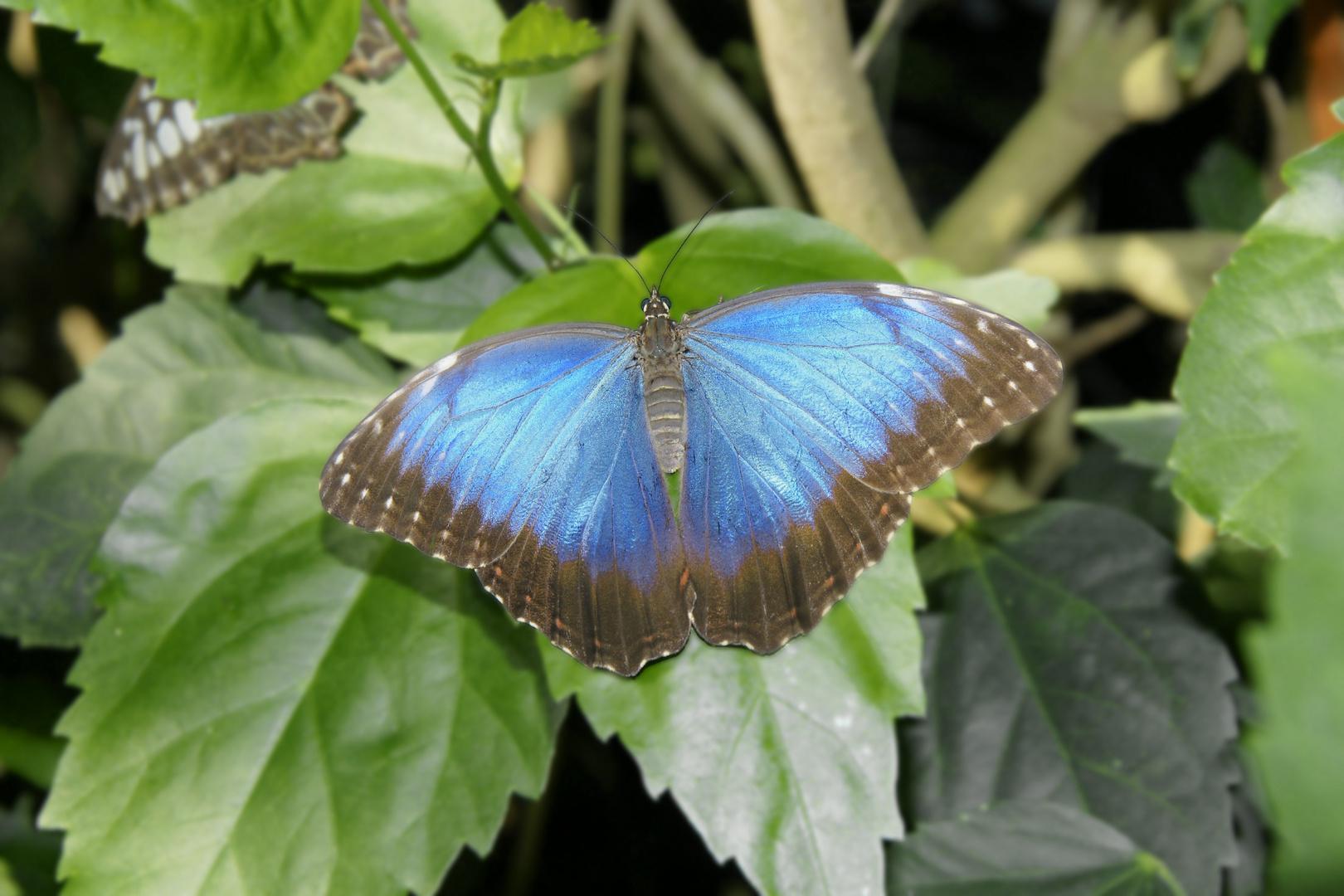 Schmetterling