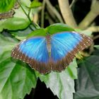 Schmetterling