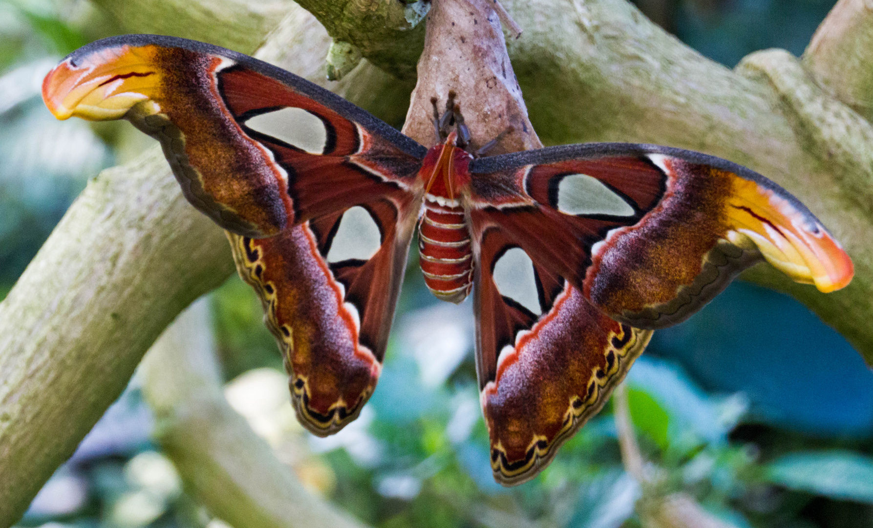 Schmetterling 