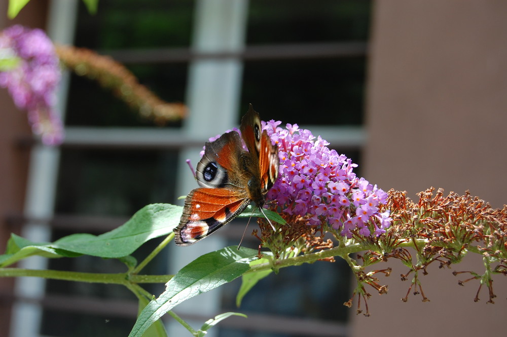 Schmetterling