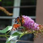 Schmetterling