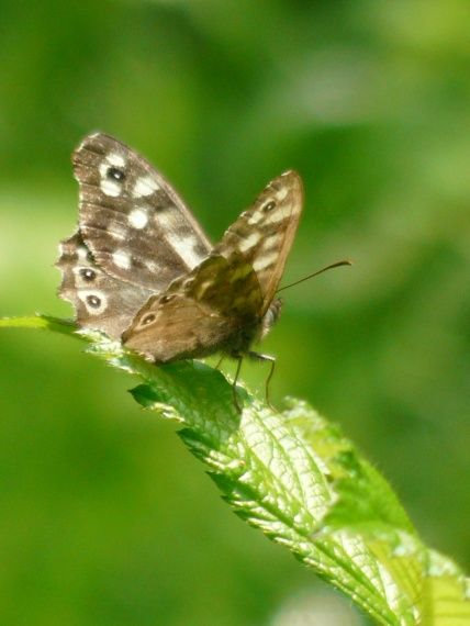 schmetterling