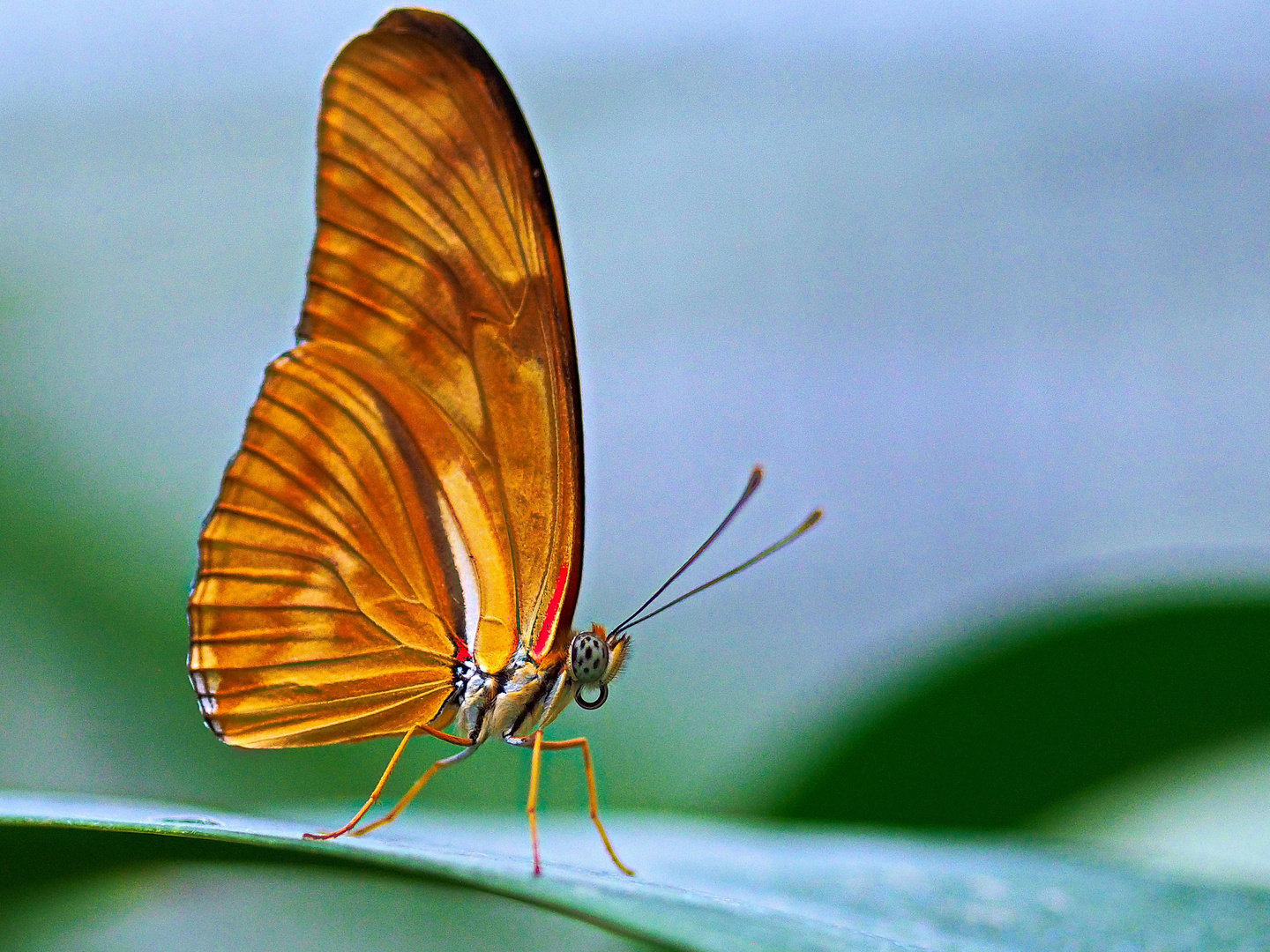 Schmetterling