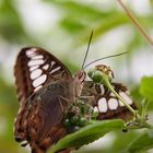 Schmetterling