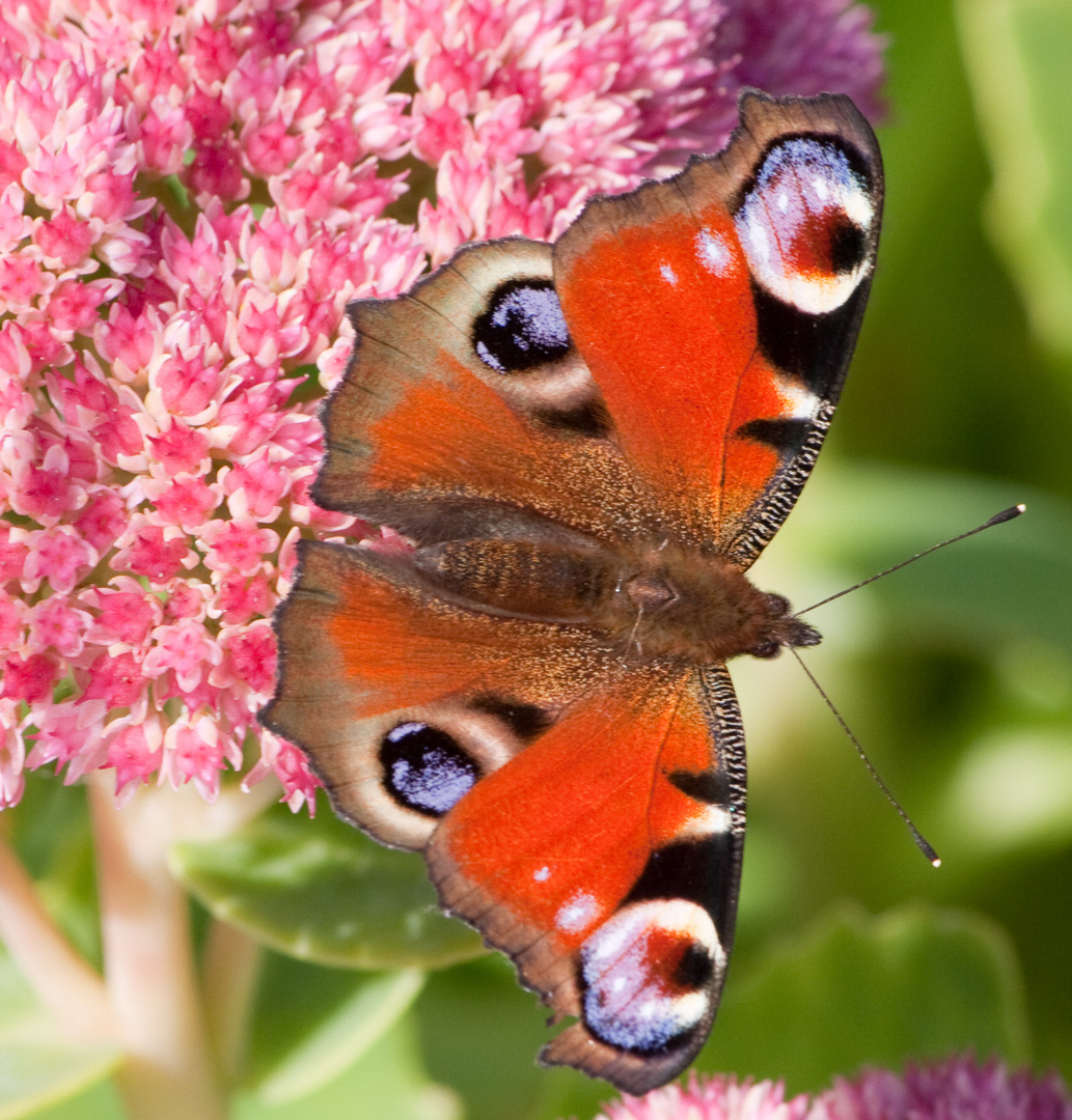 Schmetterling