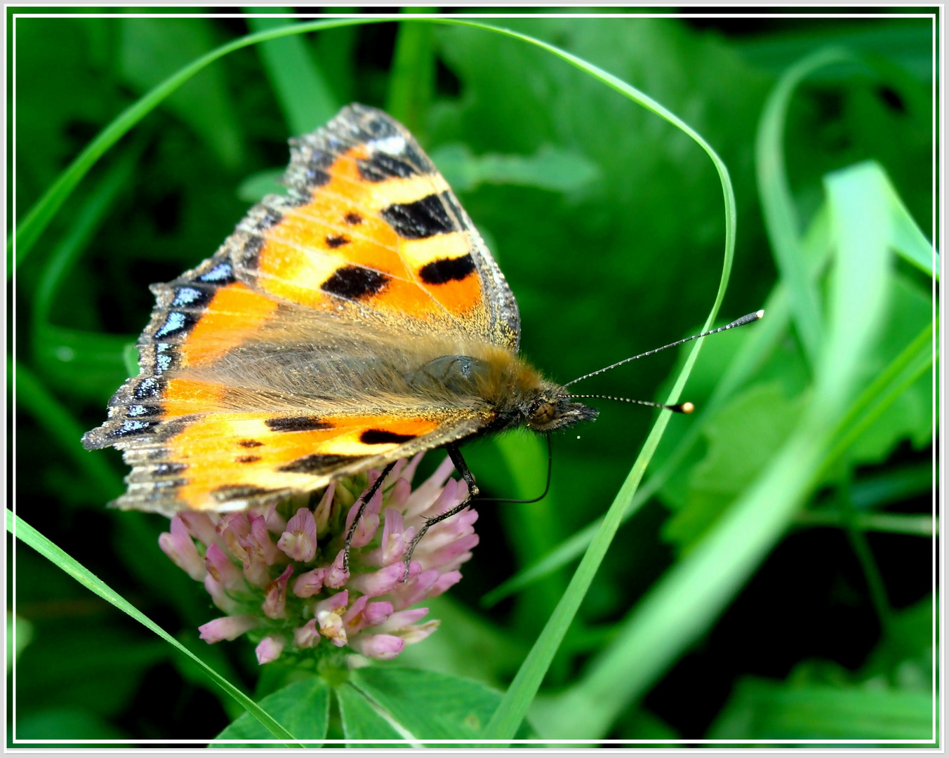 Schmetterling