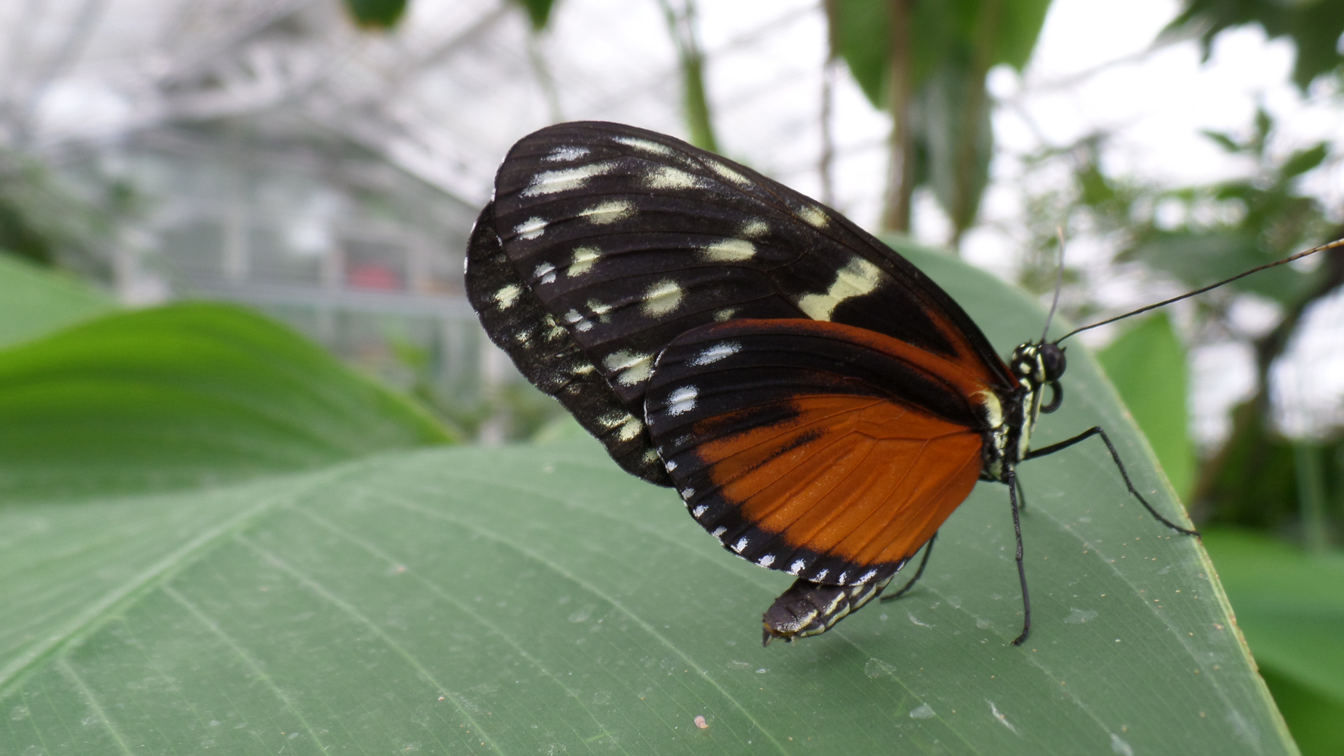 Schmetterling