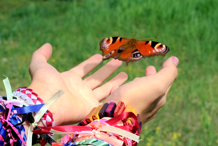 Schmetterling