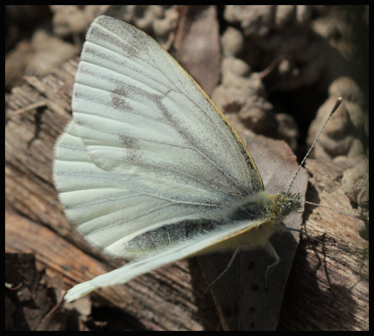 Schmetterling