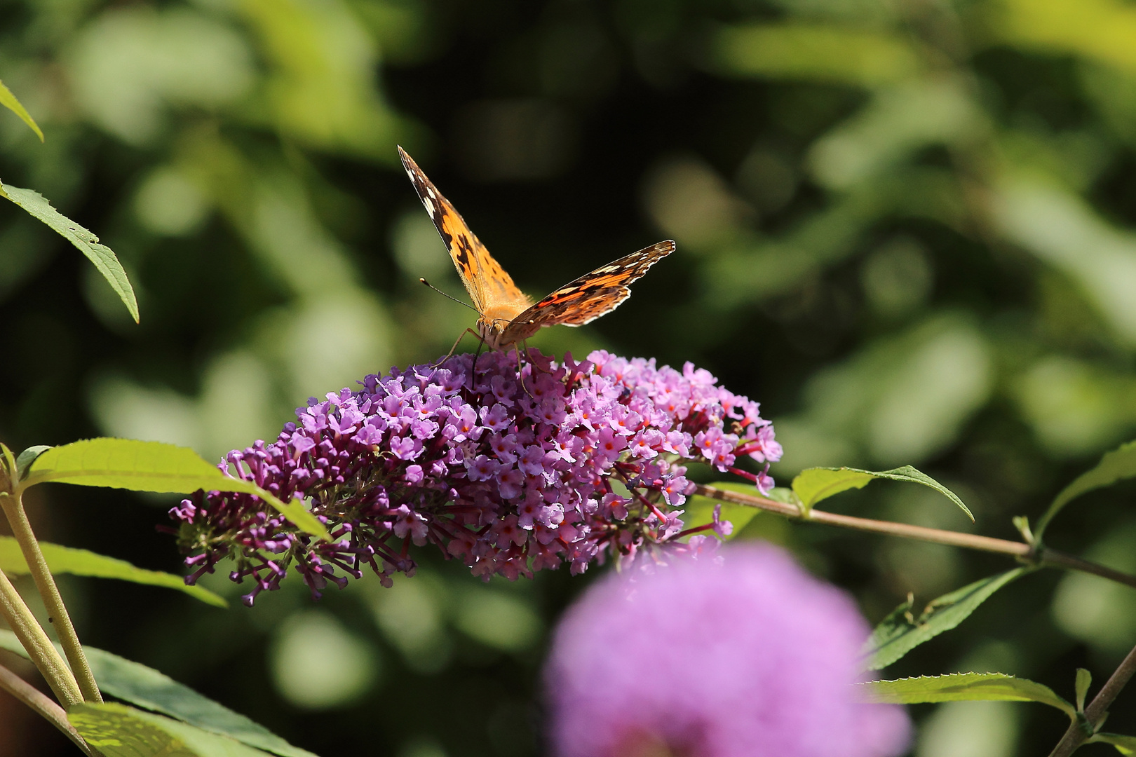 Schmetterling