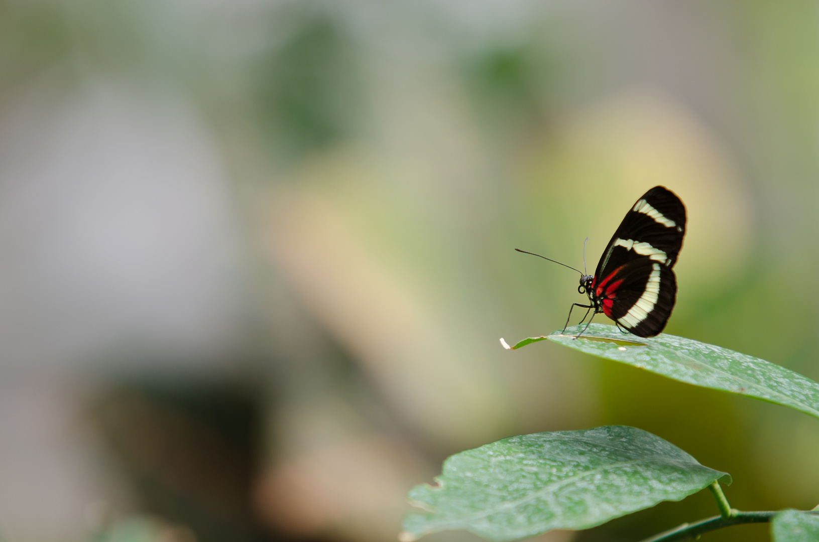 Schmetterling