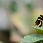 Schmetterling