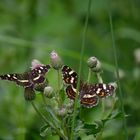 Schmetterling