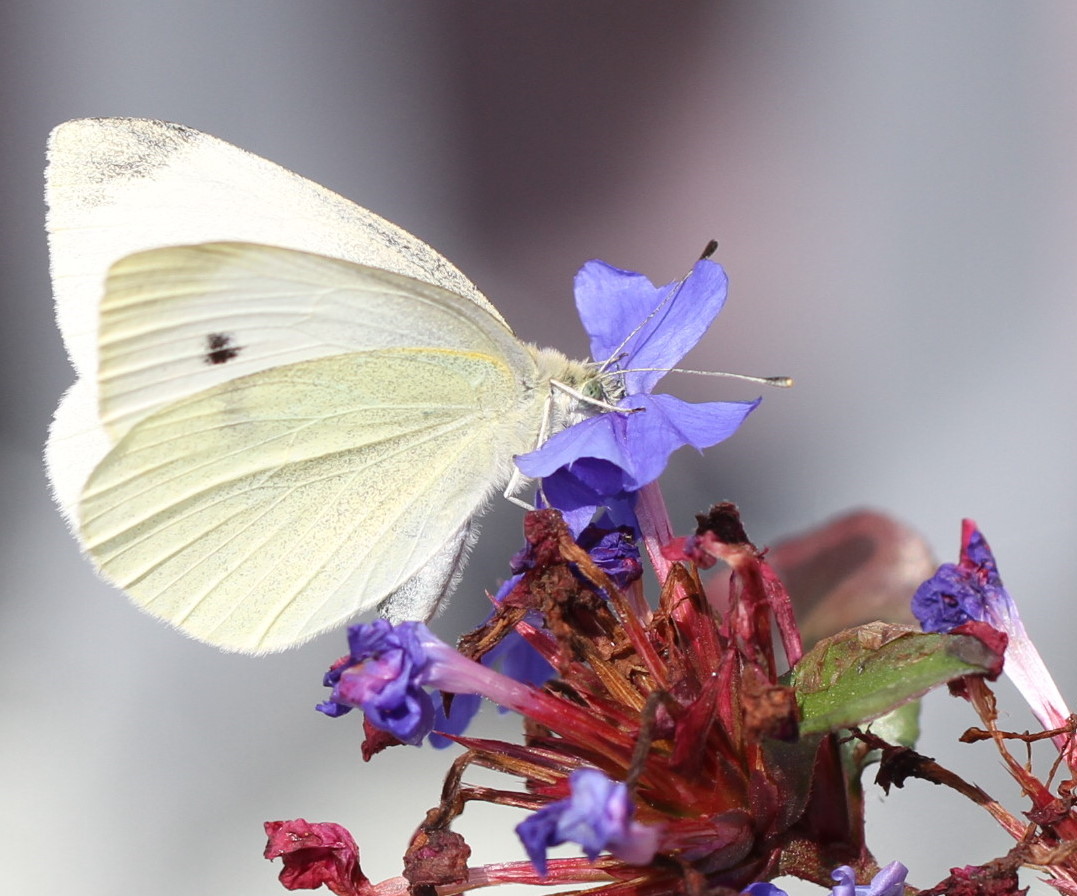 Schmetterling