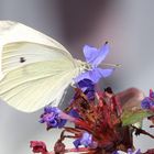 Schmetterling