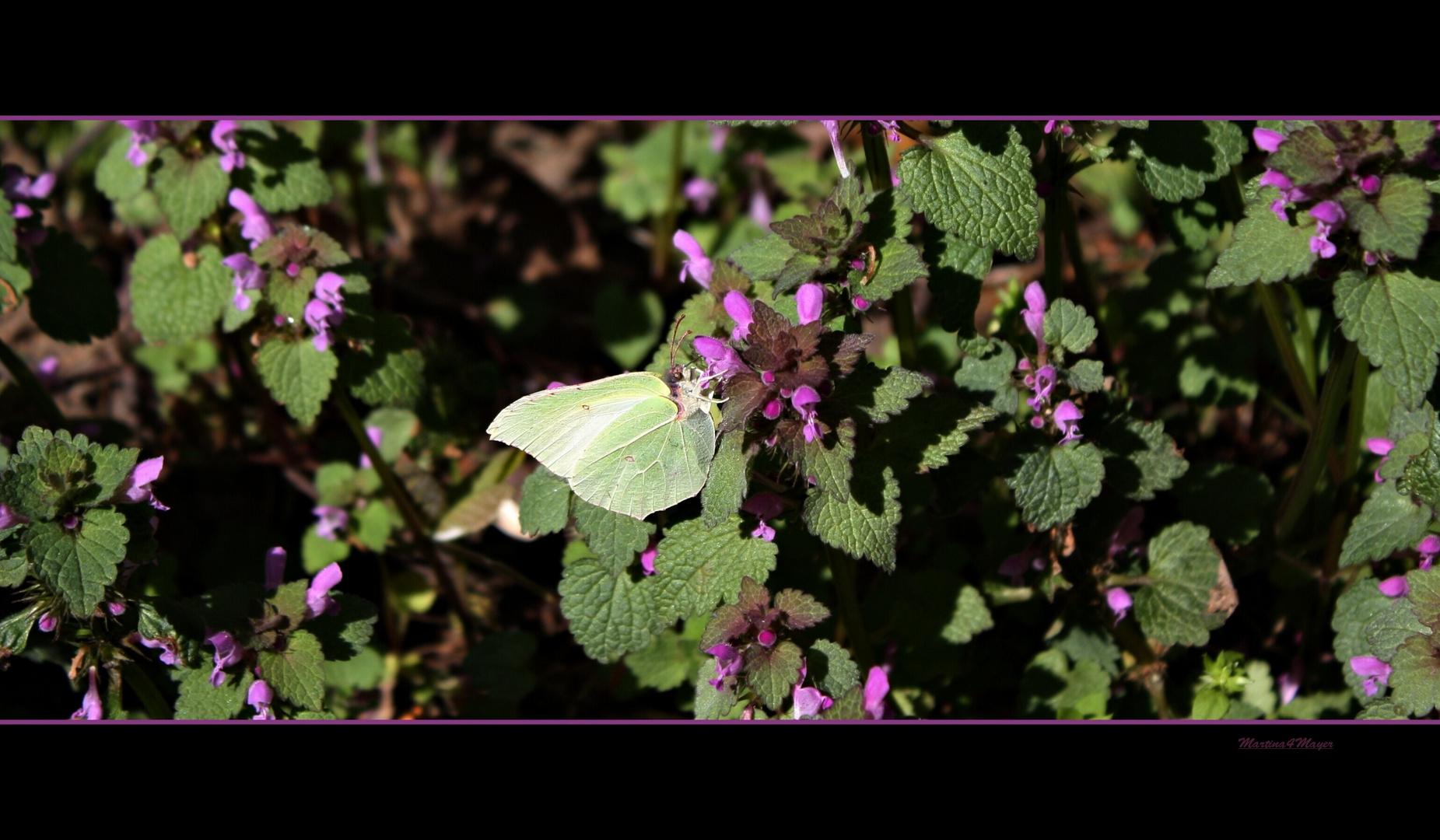 Schmetterling