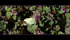 Schmetterling