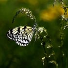 Schmetterling