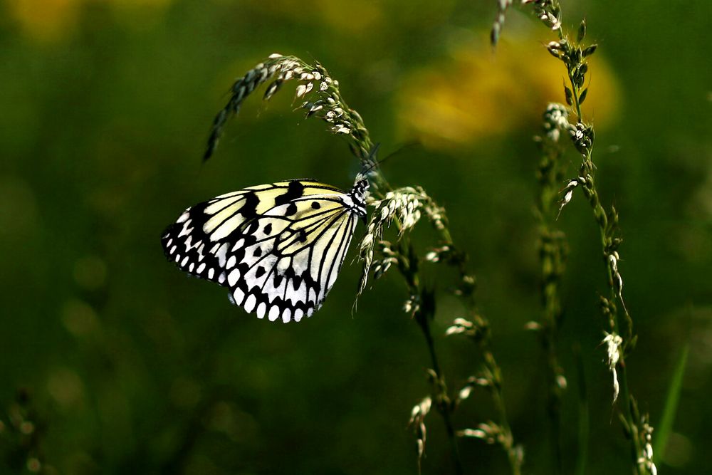 Schmetterling