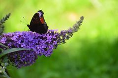 Schmetterling