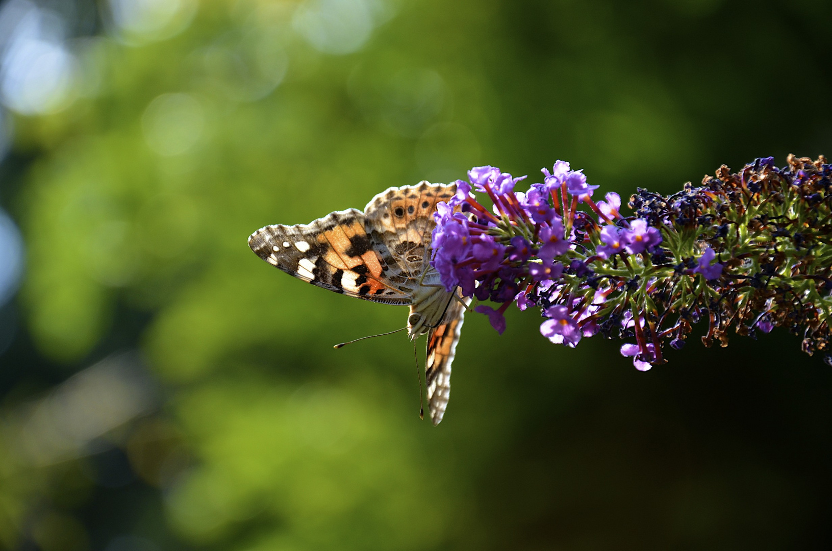 Schmetterling