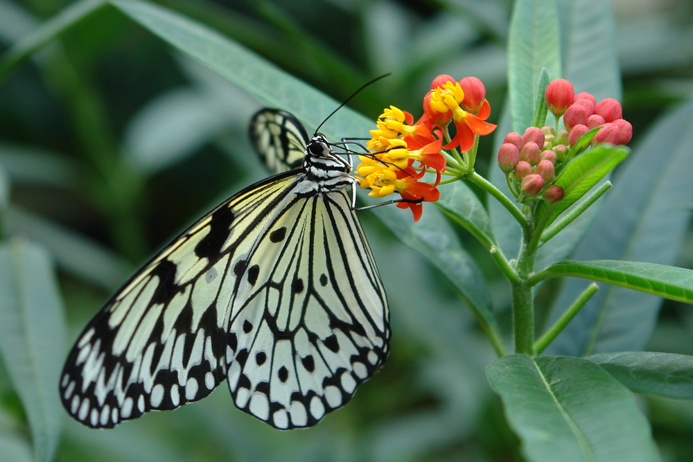 Schmetterling