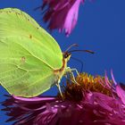 Schmetterling