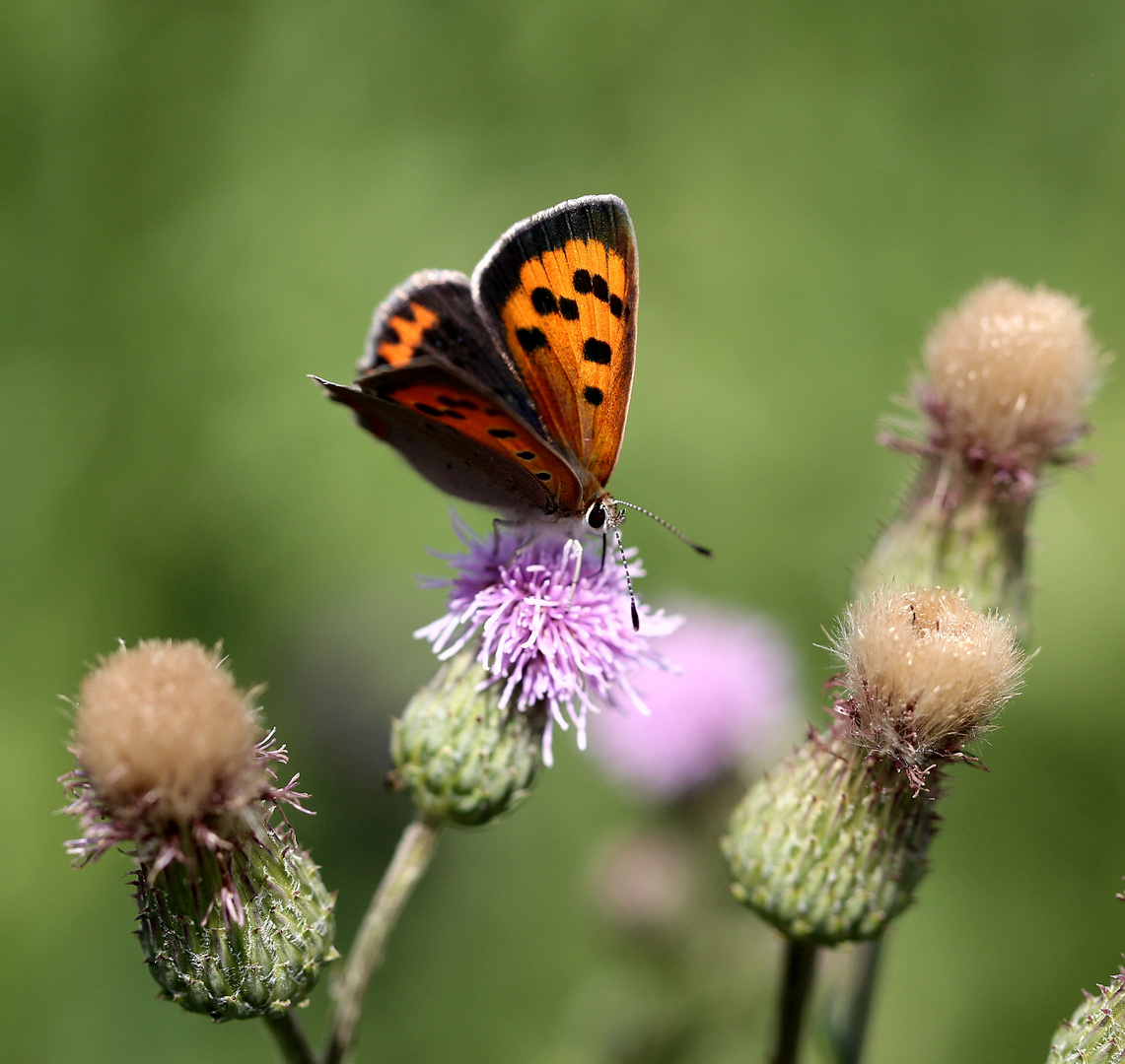 Schmetterling