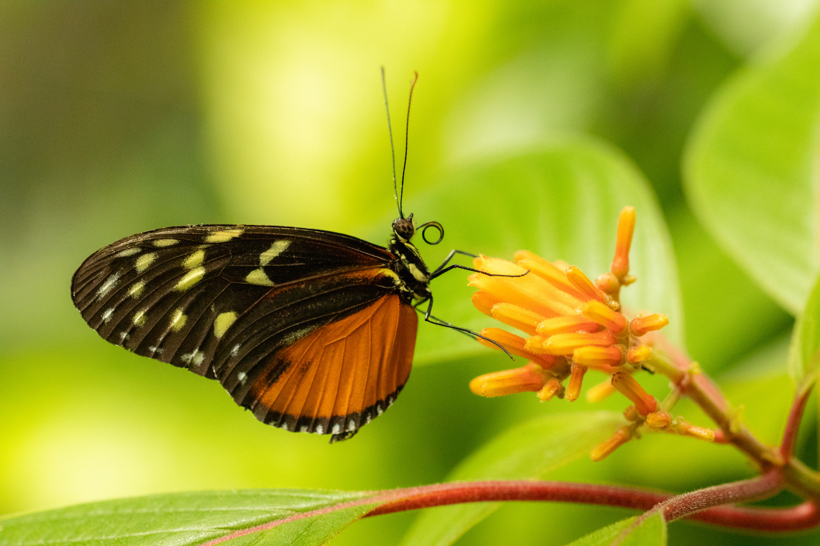 Schmetterling 