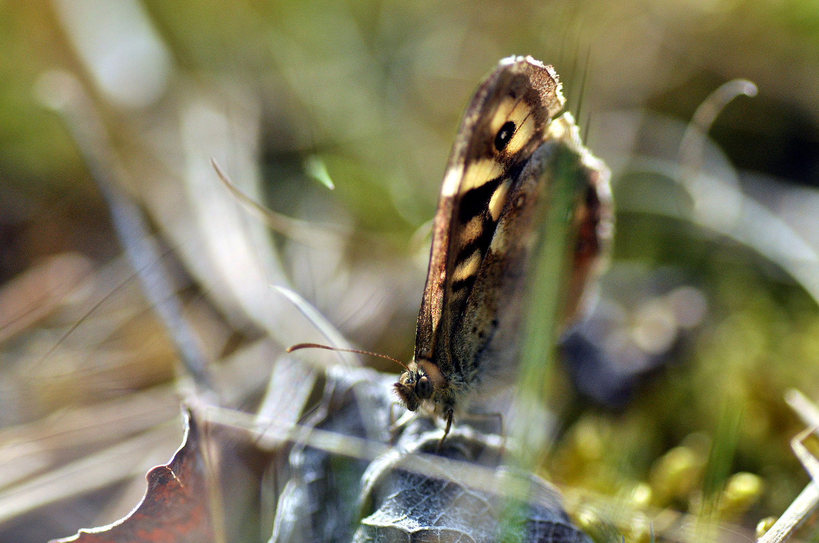 Schmetterling