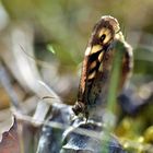 Schmetterling