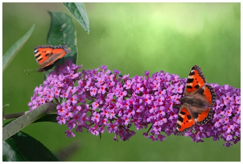 Schmetterling......