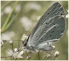 schmetterling