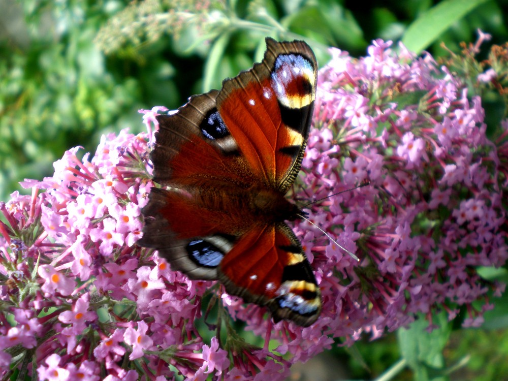 Schmetterling