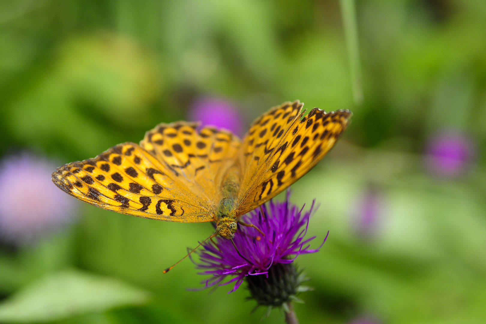 Schmetterling