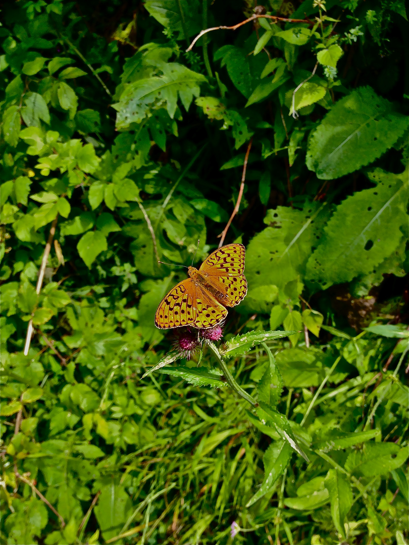 Schmetterling