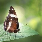 Schmetterling 