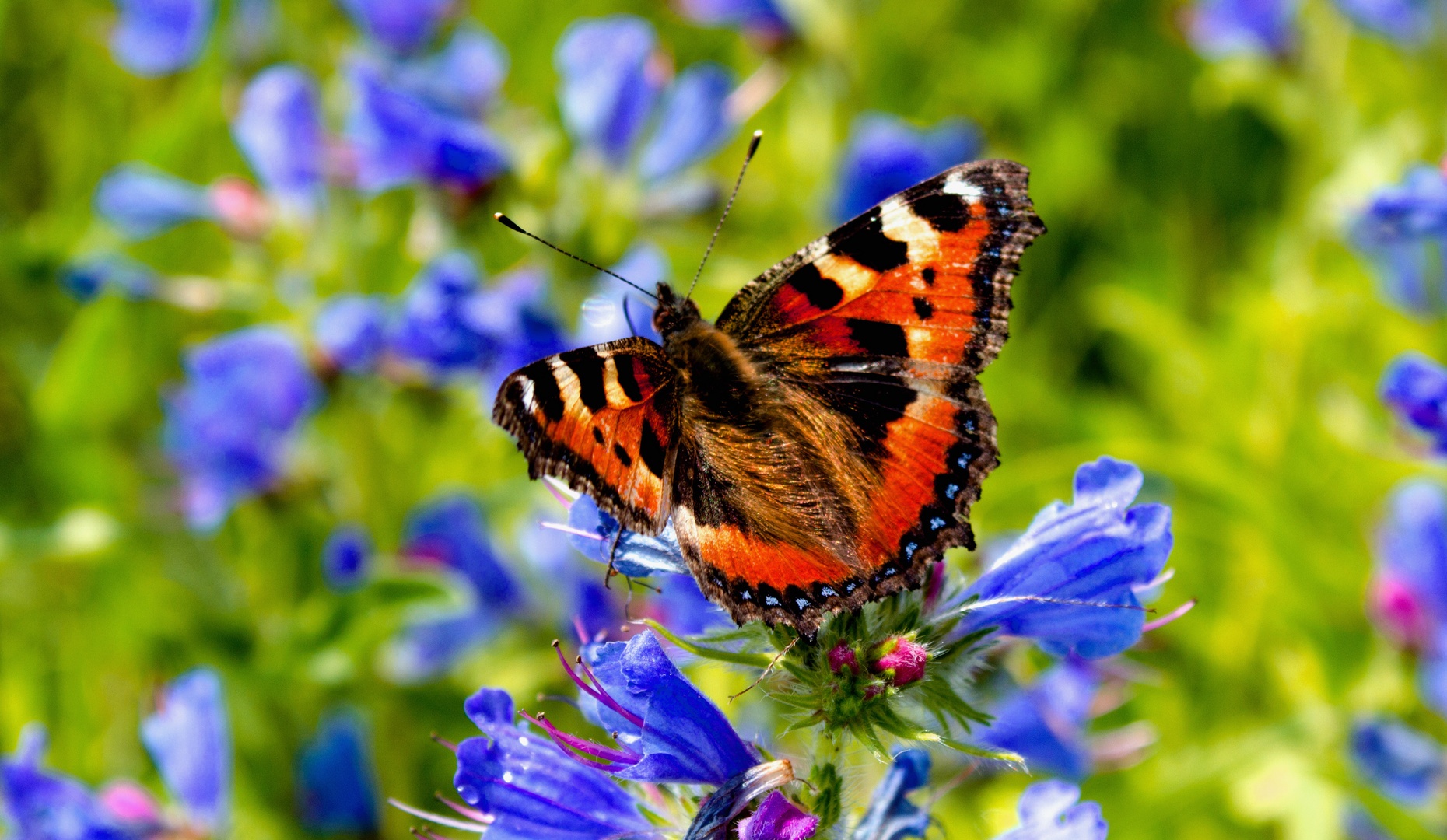 Schmetterling