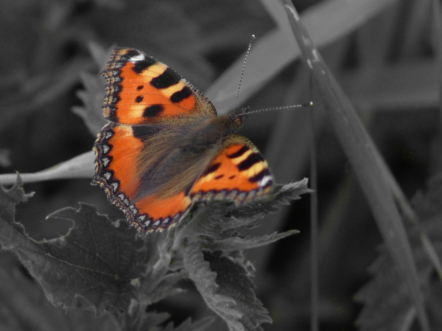 Schmetterling