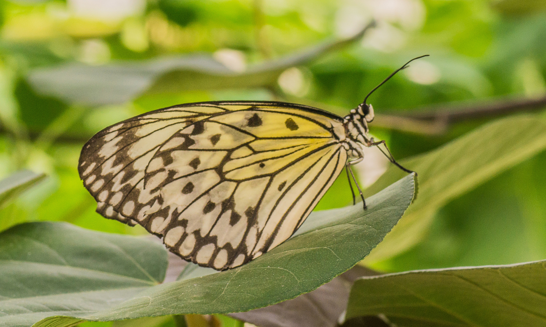 Schmetterling.......