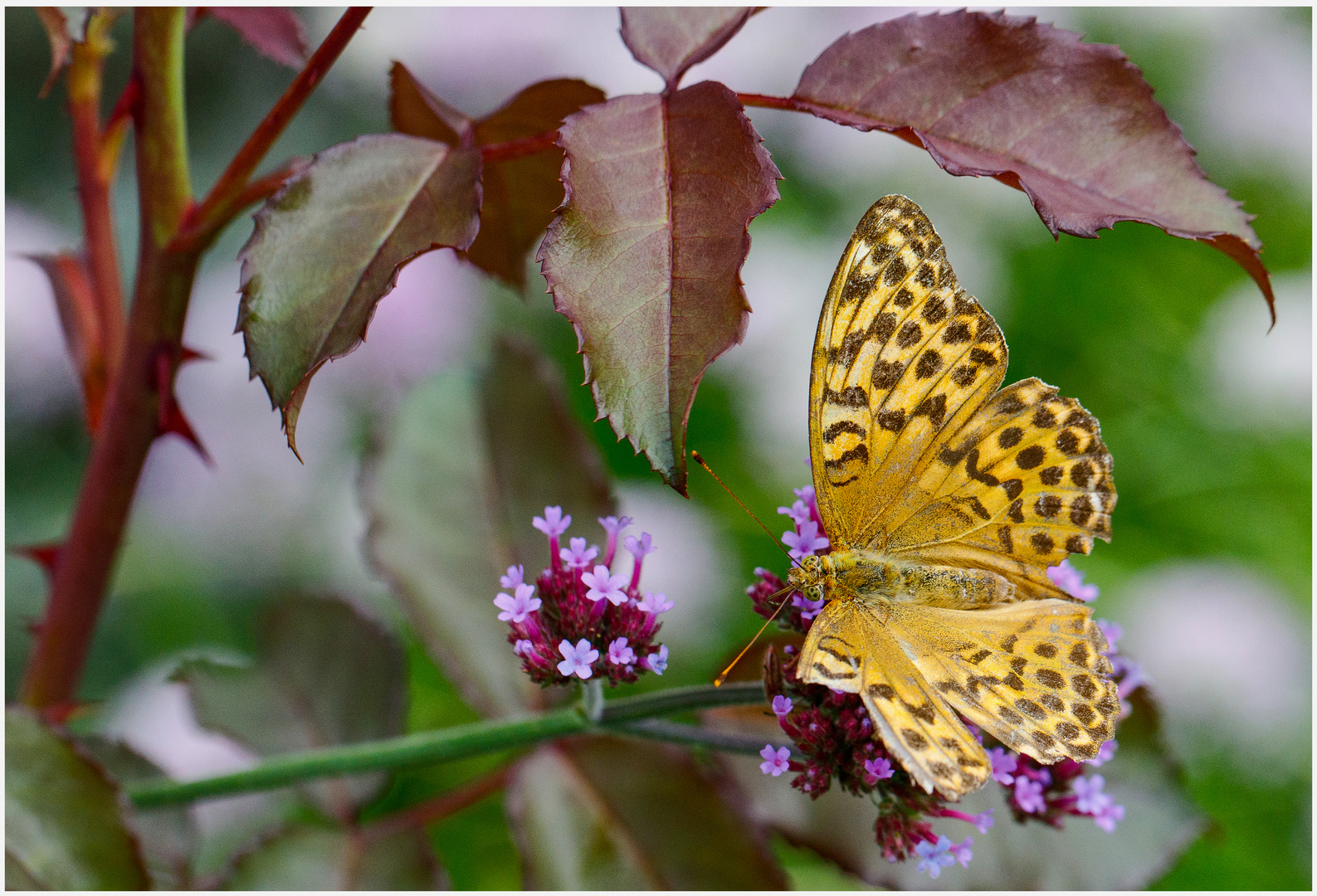 Schmetterling