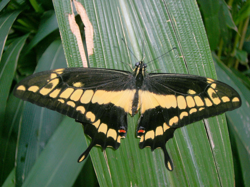 Schmetterling