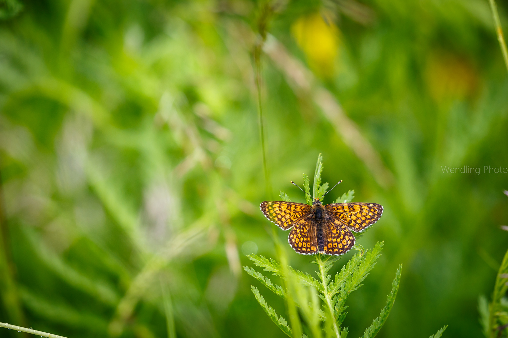 Schmetterling