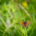 Schmetterling