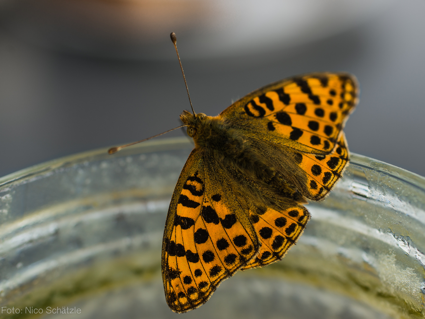 Schmetterling