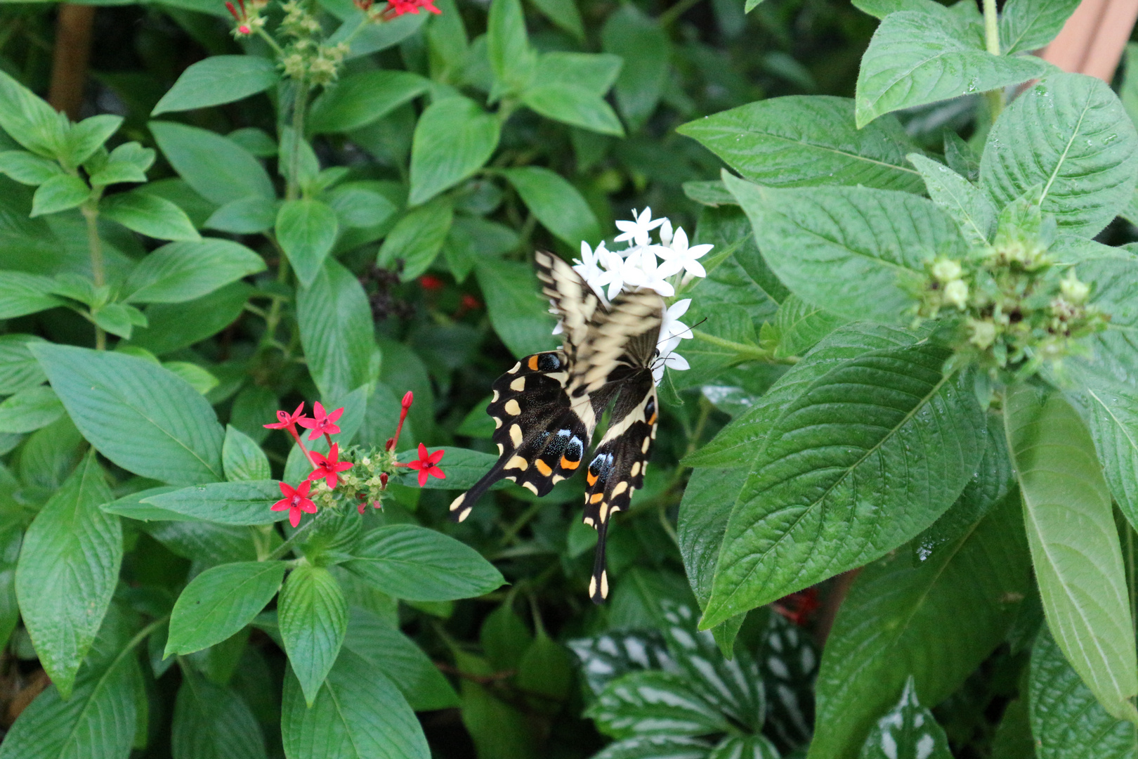 Schmetterling 