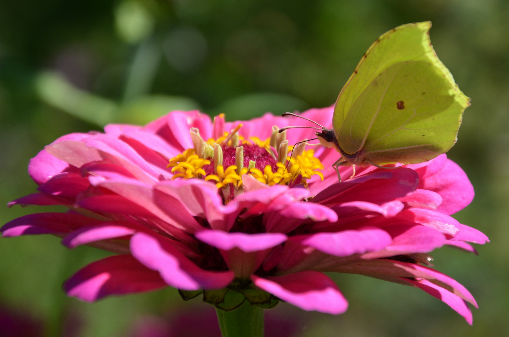 Schmetterling